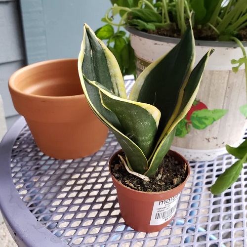 Snake Plant Growing Mistakes 