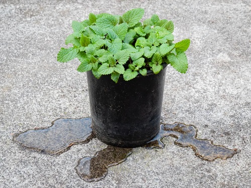 Not Paying Attention to Drainage Are Killing Your Plants 