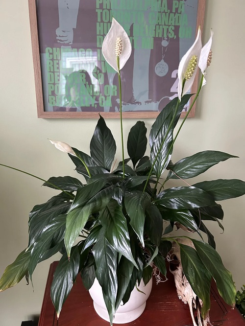 Houseplants with Shiny Leaves 