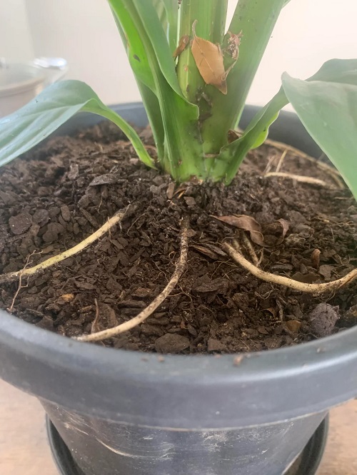 Roots Appearing on the Soil Surface