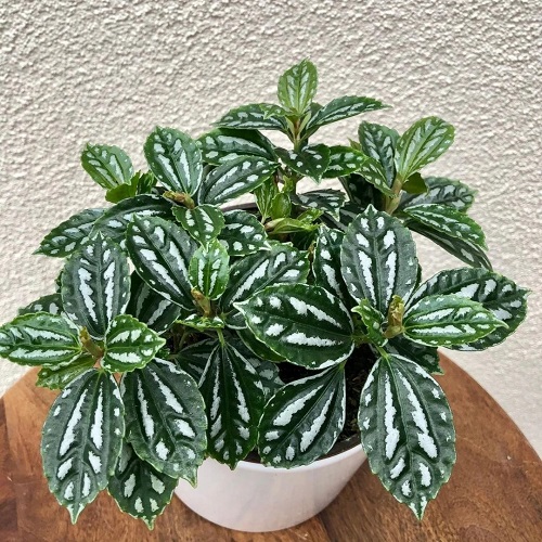 Houseplants with Shiny Leaves 