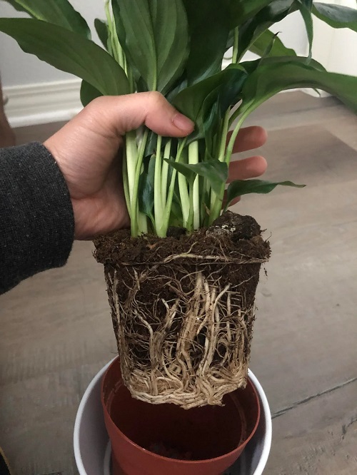 Why Repotting Peace Lily is Essential