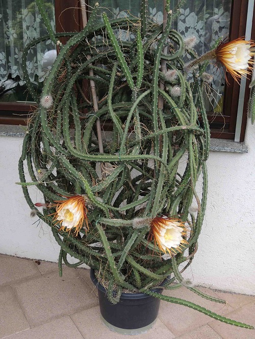 Cactuses that Bloom Flowers