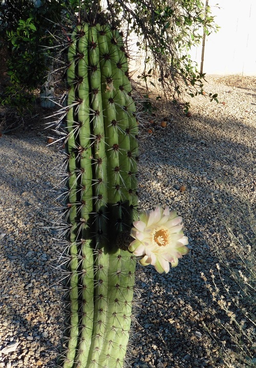 Stenocereus thurberi Cactuses 