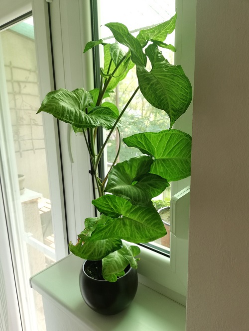 Plants for the Kitchen Window 