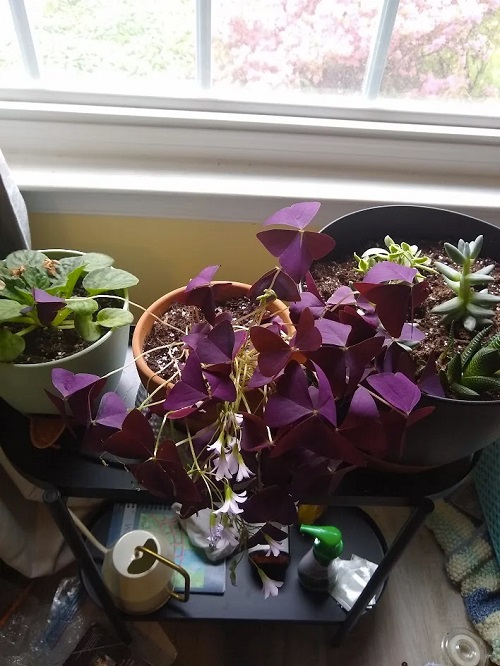 Too Much Sunlight Exposure - Oxalis Drooping