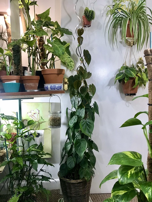 Stylish Things You Can Do With Philodendron