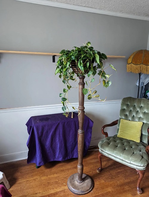 Philodendron Upcycled Items 