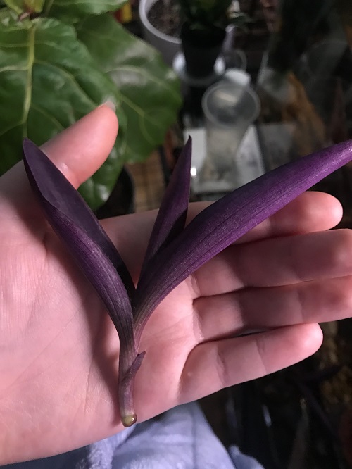 Purple Plants to Grow From Cuttings