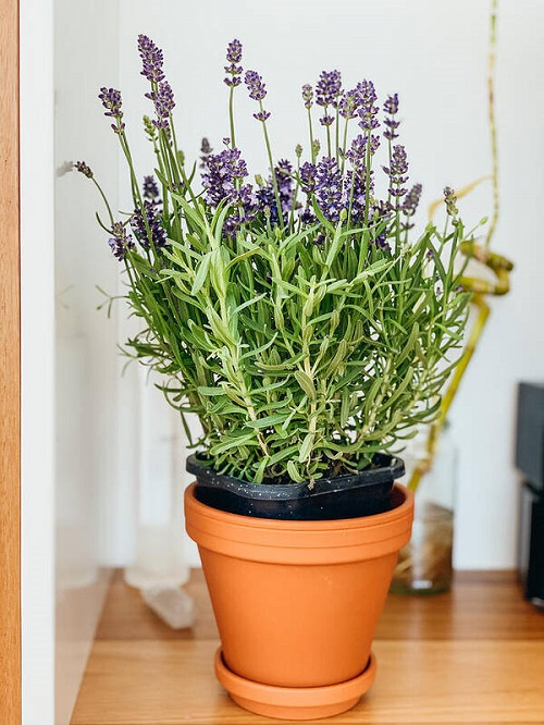 How to Grow an Endless Supply of Lavender Indoors 1