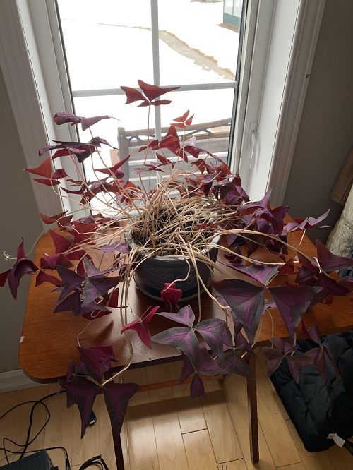 Why Is My Oxalis Drooping
