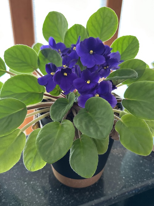 African Violet Mistakes that Keep it From Flowering