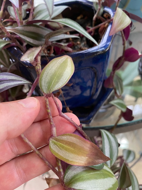 Why Is My Tradescantia Zebrina Fading