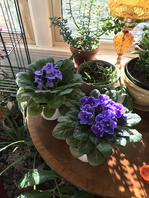 African Violet Care Tips You Must Know